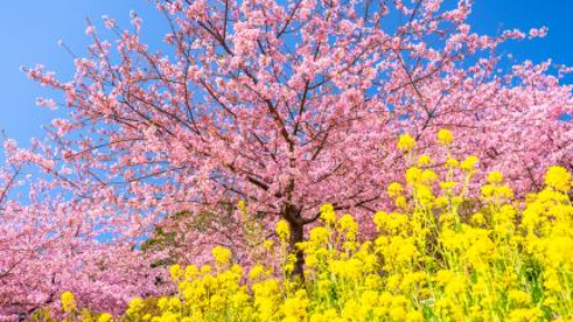 <Web割対象商品>【キングツアーバス旅】ピンクの早咲き桜と菜の花の競演♪三浦河津桜と三崎まぐろ4種丼&いちご狩り食べ放題〔吉祥寺・新宿発〕1